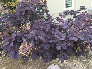 IMG_49981 | Walter Reeves: The Georgia Gardener