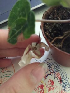 IMG_5572 | Walter Reeves: The Georgia Gardener