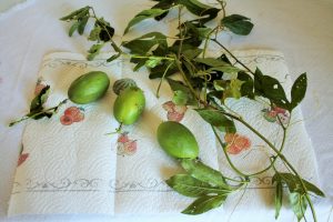 IMG_5684 | Walter Reeves: The Georgia Gardener