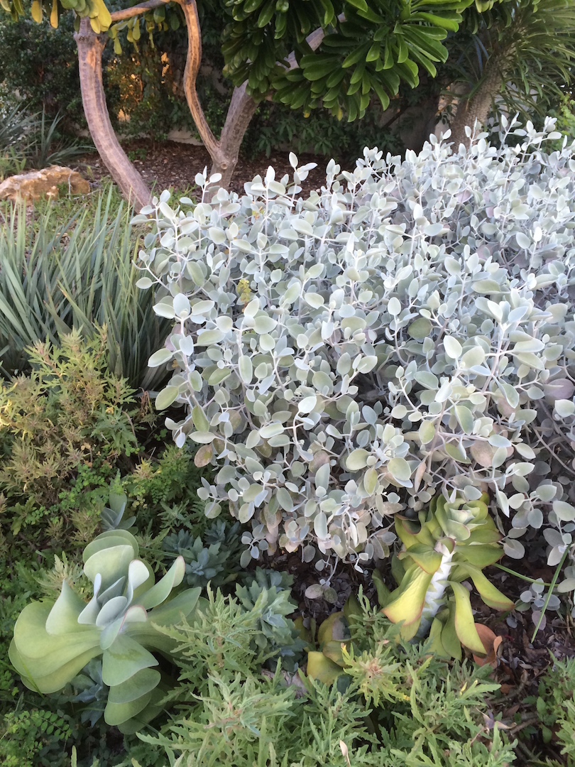 Silver oval shaped plant | Walter Reeves: Georgia