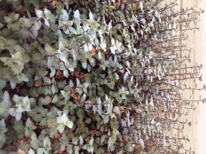 IMG_6801 | Walter Reeves: The Georgia Gardener