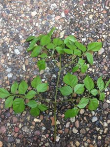 IMG_7115 | Walter Reeves: The Georgia Gardener