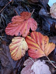 IdahoLeaves | Walter Reeves: The Georgia Gardener