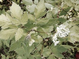 KarenPlant | Walter Reeves: The Georgia Gardener