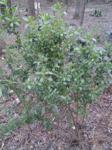 Mystery-Shrub | Walter Reeves: The Georgia Gardener