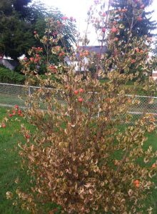 Mystery-Tree-1 | Walter Reeves: The Georgia Gardener