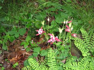 Mystery-wildflower-5-2-168 | Walter Reeves: The Georgia Gardener
