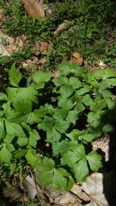 MysteryPlant | Walter Reeves: The Georgia Gardener