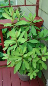 MysteryPlant | Walter Reeves: The Georgia Gardener