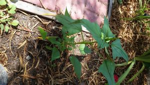 MysteryPlant11 | Walter Reeves: The Georgia Gardener