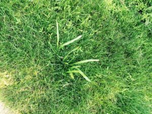 NAME-THIS-WEED-OR-GRASS | Walter Reeves: The Georgia Gardener