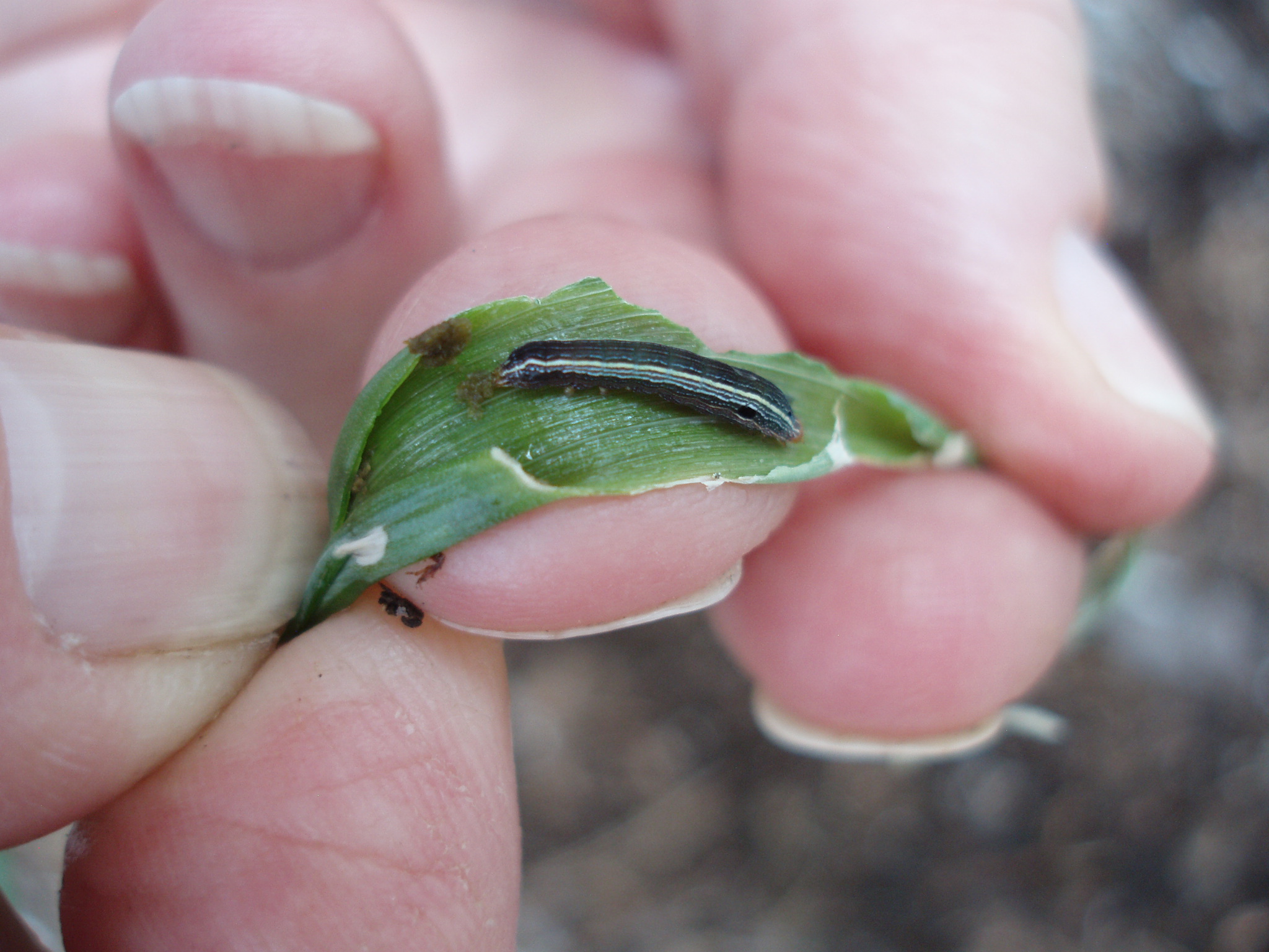 Caterpillar in Walking Egyptian Onion leaves Walter Reeves The