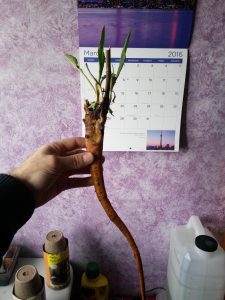 PHOTO_20160321_135244 | Walter Reeves: The Georgia Gardener