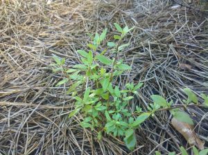 PLANT-PIC | Walter Reeves: The Georgia Gardener