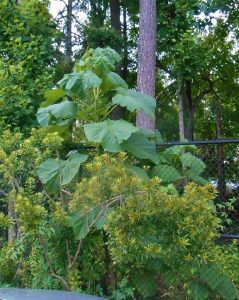 Paulownia-Tree | Walter Reeves: The Georgia Gardener