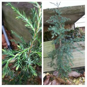 PhotoGrid_1396540735609 | Walter Reeves: The Georgia Gardener