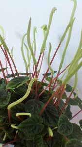 Plant | Walter Reeves: The Georgia Gardener