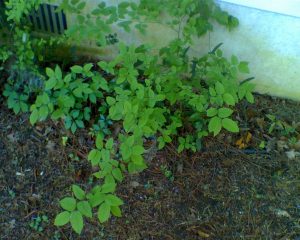 Plant-ID-11 | Walter Reeves: The Georgia Gardener