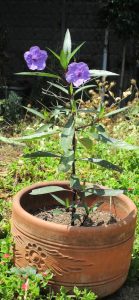 Plant-cuting-CSUN-7-7-15 | Walter Reeves: The Georgia Gardener