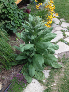 Plant-from-Our-Front | Walter Reeves: The Georgia Gardener