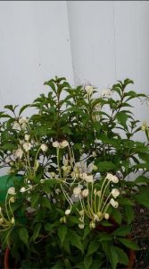 Plant2 | Walter Reeves: The Georgia Gardener
