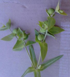 Plant278a-1 | Walter Reeves: The Georgia Gardener