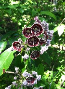 Plant4 | Walter Reeves: The Georgia Gardener