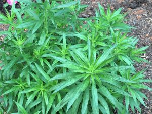 Plant4 | Walter Reeves: The Georgia Gardener