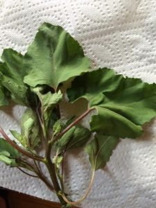 Plant5 | Walter Reeves: The Georgia Gardener