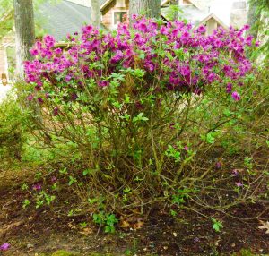 Plants | Walter Reeves: The Georgia Gardener