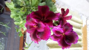 PurpleFlower | Walter Reeves: The Georgia Gardener