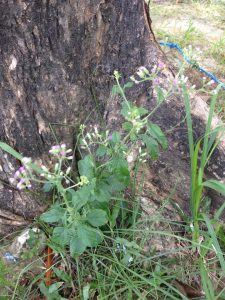 Q1.3 | Walter Reeves: The Georgia Gardener