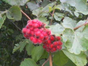 S30A0435 | Walter Reeves: The Georgia Gardener