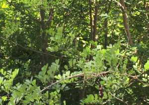 Shrub_or_small_treee | Walter Reeves: The Georgia Gardener