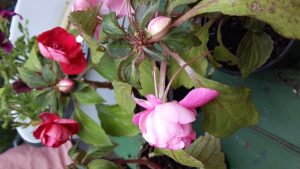 SmallRoseRed | Walter Reeves: The Georgia Gardener