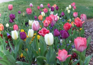 Spring-2 | Walter Reeves: The Georgia Gardener