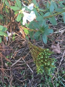 StrangeAzalea | Walter Reeves: The Georgia Gardener