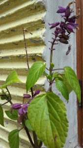 TallStalkPurpleBells | Walter Reeves: The Georgia Gardener