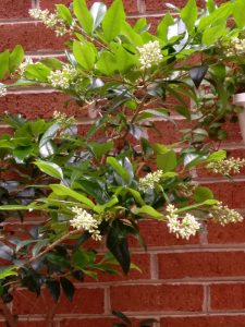 Treeimage | Walter Reeves: The Georgia Gardener