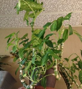 Unknown-Plant | Walter Reeves: The Georgia Gardener