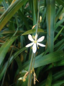 Unknown-flower | Walter Reeves: The Georgia Gardener
