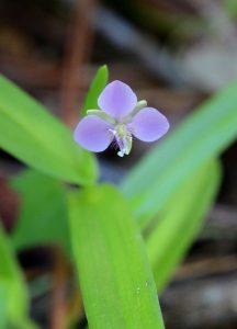 Unknown134 | Walter Reeves: The Georgia Gardener