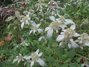 UnknownGreyPlant | Walter Reeves: The Georgia Gardener