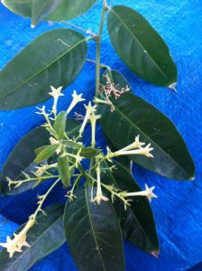 Unknown_Flower | Walter Reeves: The Georgia Gardener