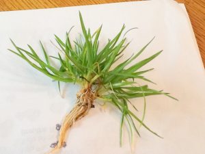 WEED | Walter Reeves: The Georgia Gardener