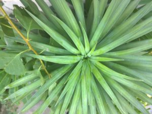 WP_20150720_13_45_53_Pro | Walter Reeves: The Georgia Gardener