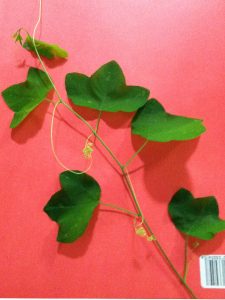 WeedyVine | Walter Reeves: The Georgia Gardener
