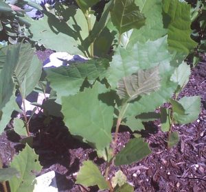 What-is-this_r1 | Walter Reeves: The Georgia Gardener