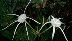 WhatIsThis | Walter Reeves: The Georgia Gardener