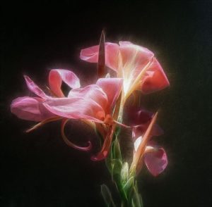 Wonderment_fotoblur | Walter Reeves: The Georgia Gardener